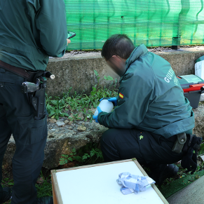 GAtos colonia de Paco (25)